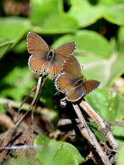 Cacyreus marshalli