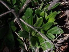 Lithospermum parviflorum