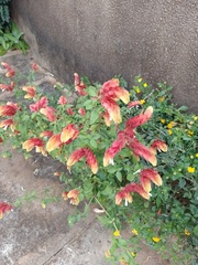 Justicia brandegeeana