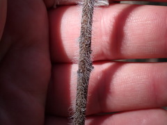 Lithospermum parviflorum