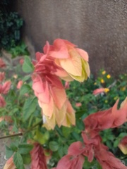 Justicia brandegeeana