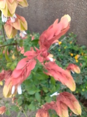 Justicia brandegeeana