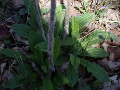 Lithospermum parviflorum