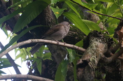 Turdus leucomelas