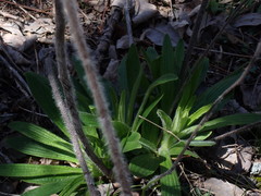 Lithospermum parviflorum