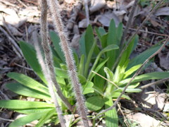 Lithospermum parviflorum