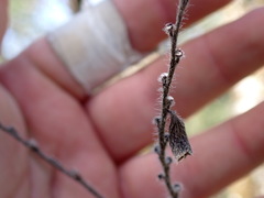 Lithospermum parviflorum
