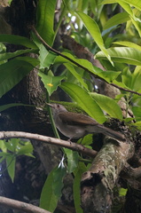 Turdus leucomelas