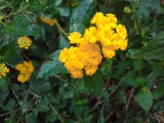 Lantana