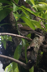 Turdus leucomelas