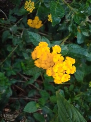 Lantana