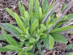 Lithospermum parviflorum