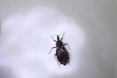 Triatoma carrioni
