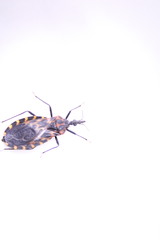 Triatoma carrioni