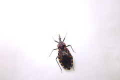 Triatoma carrioni
