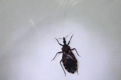 Triatoma carrioni
