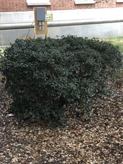 Osmanthus heterophyllus