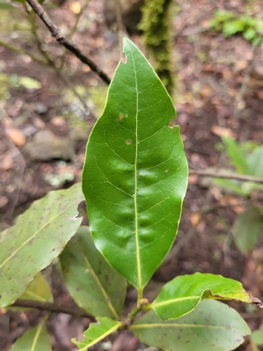 Laurus novocanariensis (Laurus novocanariensis)