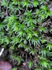 Pogonatum aloides image