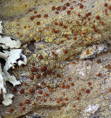 Bacidia rubella