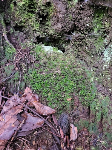 Pogonatum aloides image