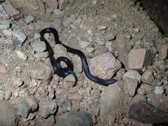 Atractaspis engaddensis