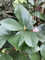 Daphnopsis philippiana