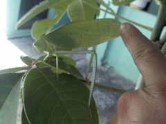 Stilpnochlora azteca