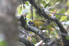 Pycnonotus penicillatus
