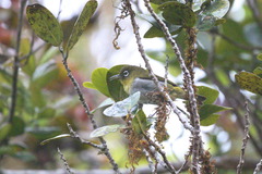 Zosterops ceylonensis