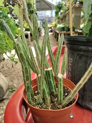 Kleinia stapeliiformis