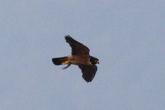 Falco severus