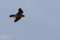 Falco severus