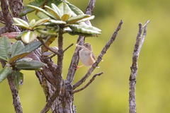 Cisticola juncidis