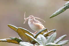 Cisticola juncidis