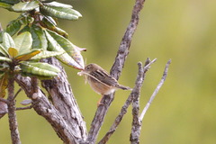 Cisticola juncidis