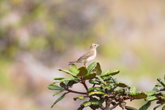 Cisticola juncidis
