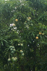 Mangifera indica