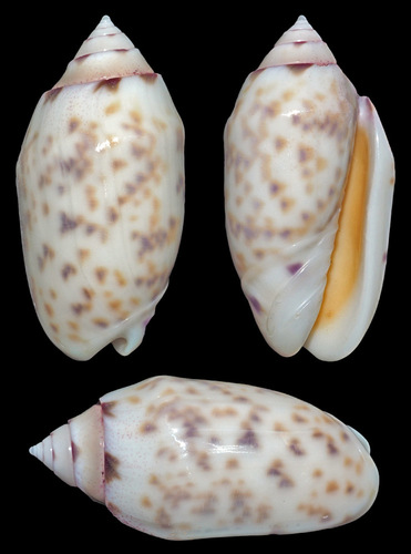 Oliva amethystina (Röding, 1798)