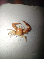 Pisidia