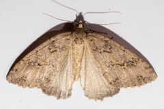 Pseudocoremia rudisata