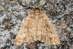 Pseudocoremia colpogramma