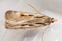 Scoparia scripta