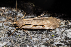 Scoparia scripta