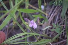 Tephrosia cinerea