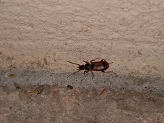 Polistichus connexus