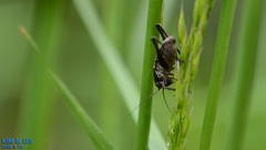 Eobiana engelhardti