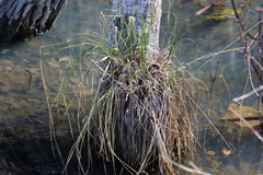 Carex decomposita