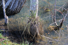 Carex decomposita