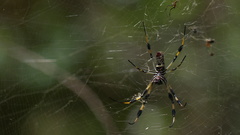 Trichonephila clavipes